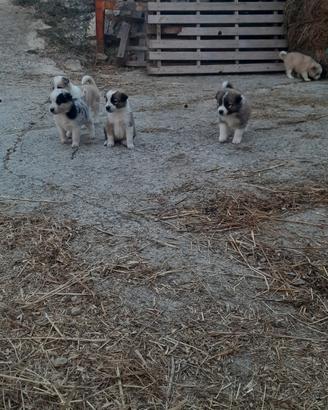 Border collie