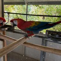 Ara macao ed altri pappagalli