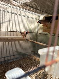 Coppia Diamanti Codalunga