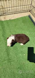 Cuccioli di Border Collie