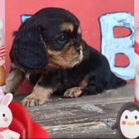 Cavalier king pedigree Enci