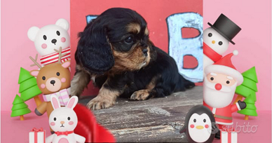 Cavalier king pedigree Enci