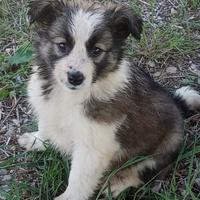 Cucciola di border collie