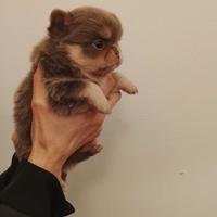 Cuccioli di chihuahua