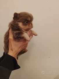 Cuccioli di chihuahua