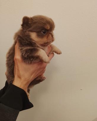 Cuccioli di chihuahua