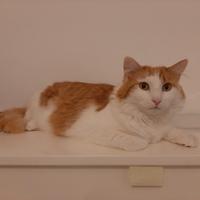 Gattone affettuoso e giocherellone