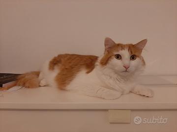 Gattone affettuoso e giocherellone