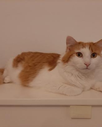 Gattone affettuoso e giocherellone