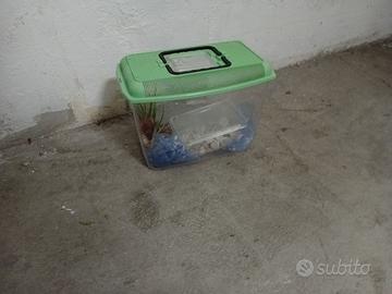 Acquario per i pesci e tartarughe