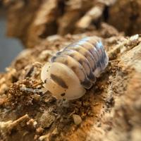 Isopodi sp. Cubaris White Head Ducky