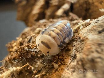 Isopodi sp. Cubaris White Head Ducky