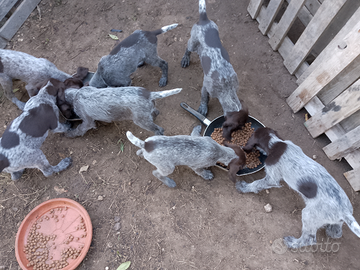 Cuccioli di Drahthar