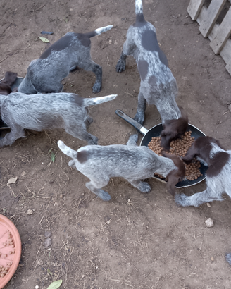 Cuccioli di Drahthar