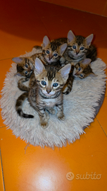 Disponibili cuccioli di Bangala