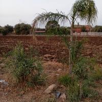 Terreno zona brucoli edificabile per 200 mq