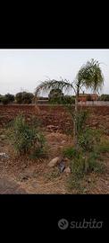 Terreno zona brucoli edificabile per 200 mq