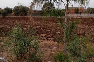 Terreno zona brucoli edificabile per 200 mq