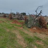 ESPIANTO ALBERI DI ULIVO E RADICI