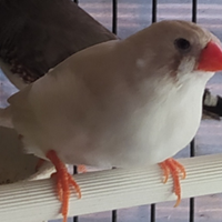 Uccellini diamantini mandarino