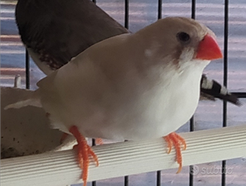 Uccellini diamantini mandarino