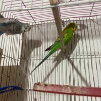 Coppia cocorite