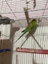 Coppia cocorite