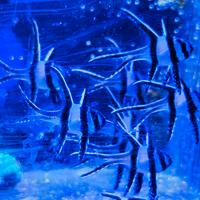 Pterapogon kauderni animali