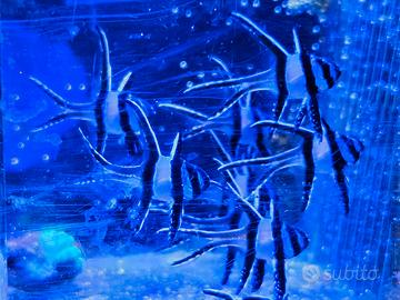 Pterapogon kauderni animali