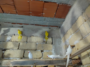 Parrocchetti dal collare diverse mutazioni