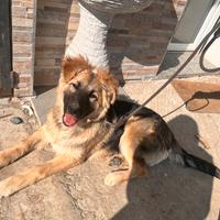 Cucciola incorocio pastore tedesco e pastore belga