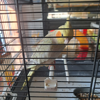 Calopsite allevata a mano