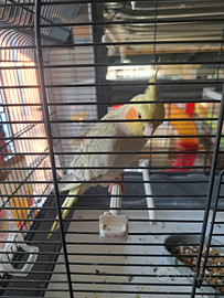 Calopsite allevata a mano