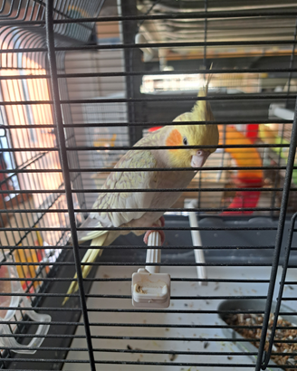 Calopsite allevata a mano