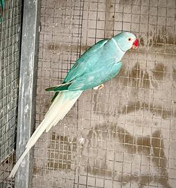 Parrocchetti dal collare