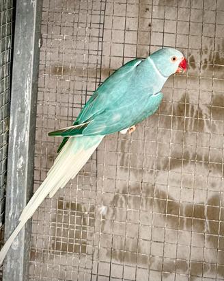 Parrocchetti dal collare