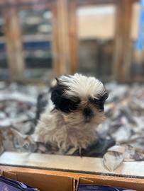 Cuccioli di shih tzu