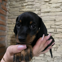 Barboncino,maltese, e Toy