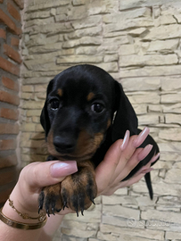 Barboncino,maltese, e Toy