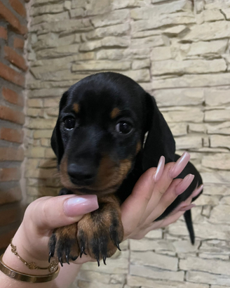 Barboncino,maltese, e Toy