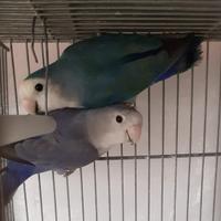 Pappagalli inseparabili