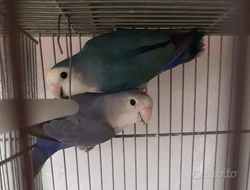 Pappagalli inseparabili