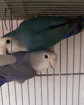 Pappagalli inseparabili