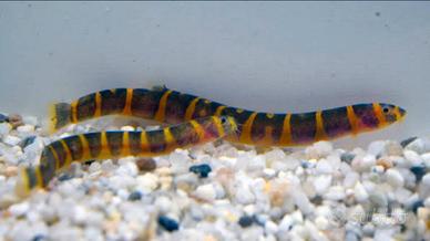 Pesce Pangio