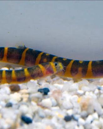 Pesce Pangio