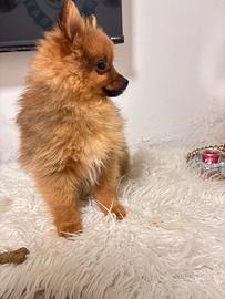 Volpino di Pomerania Spitz tedesco mini