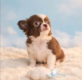 Chihuahua maschio pedigree