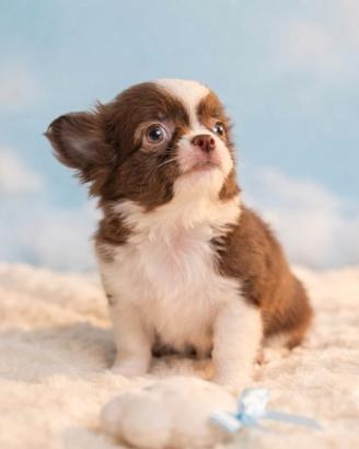Chihuahua maschio pedigree