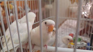 Inseparabili allevati a mano