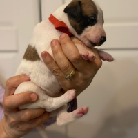 Whippet meravigliosi cuccioli